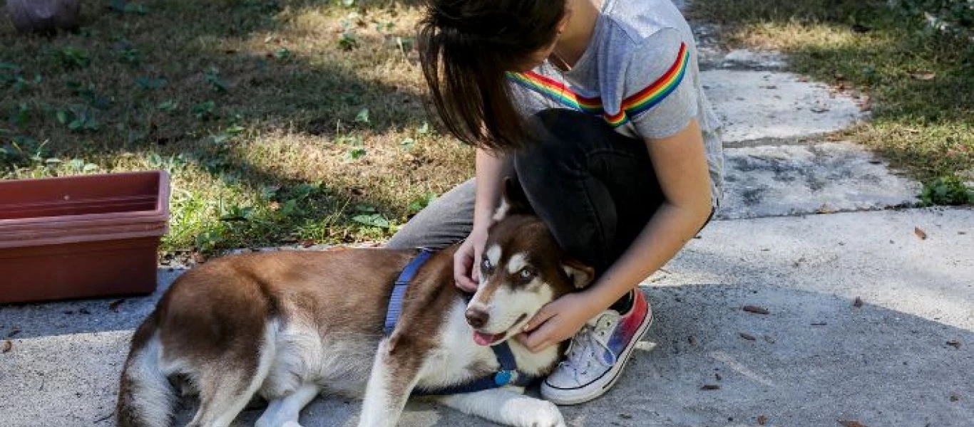 Ένα χάσκι ταξίδεψε χιλιάδες χιλιόμετρα και επέστρεψε σπίτι του